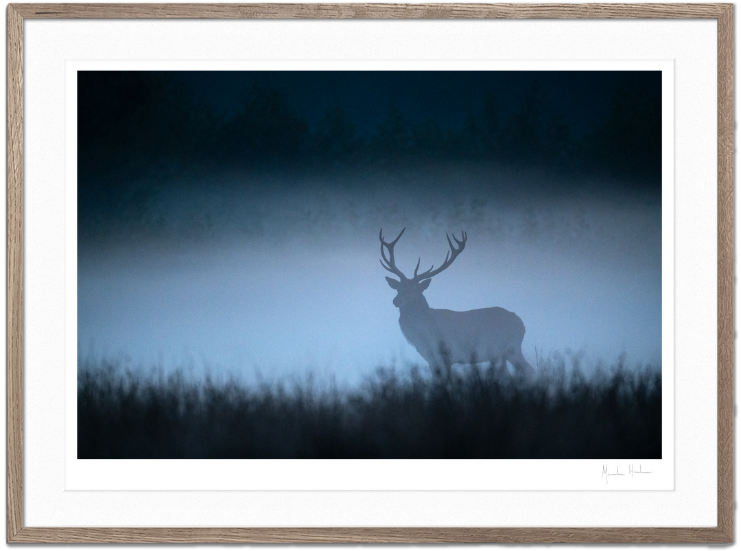 Night of the Deer