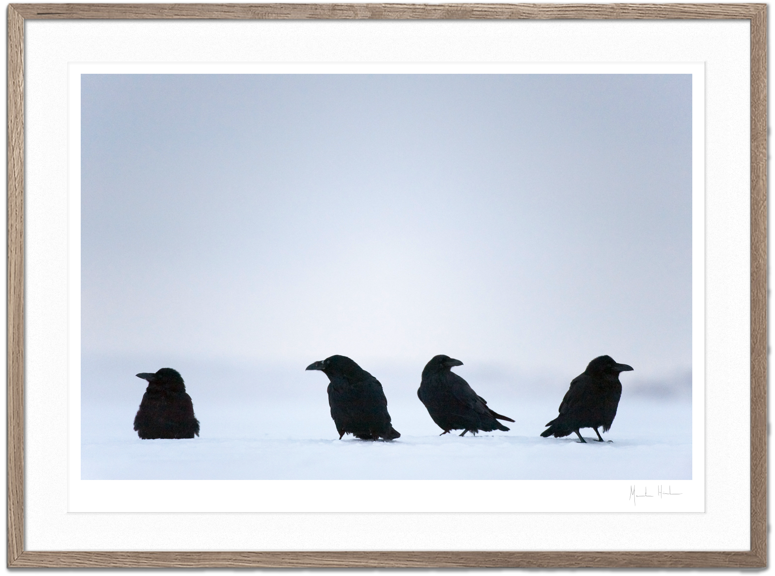 The Ravens - FineArt print – Morten Hilmer