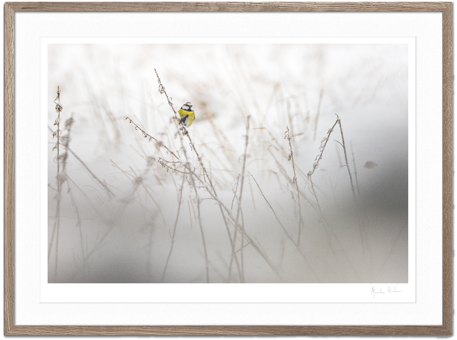 Grip of Winter - FineArt print – Morten Hilmer