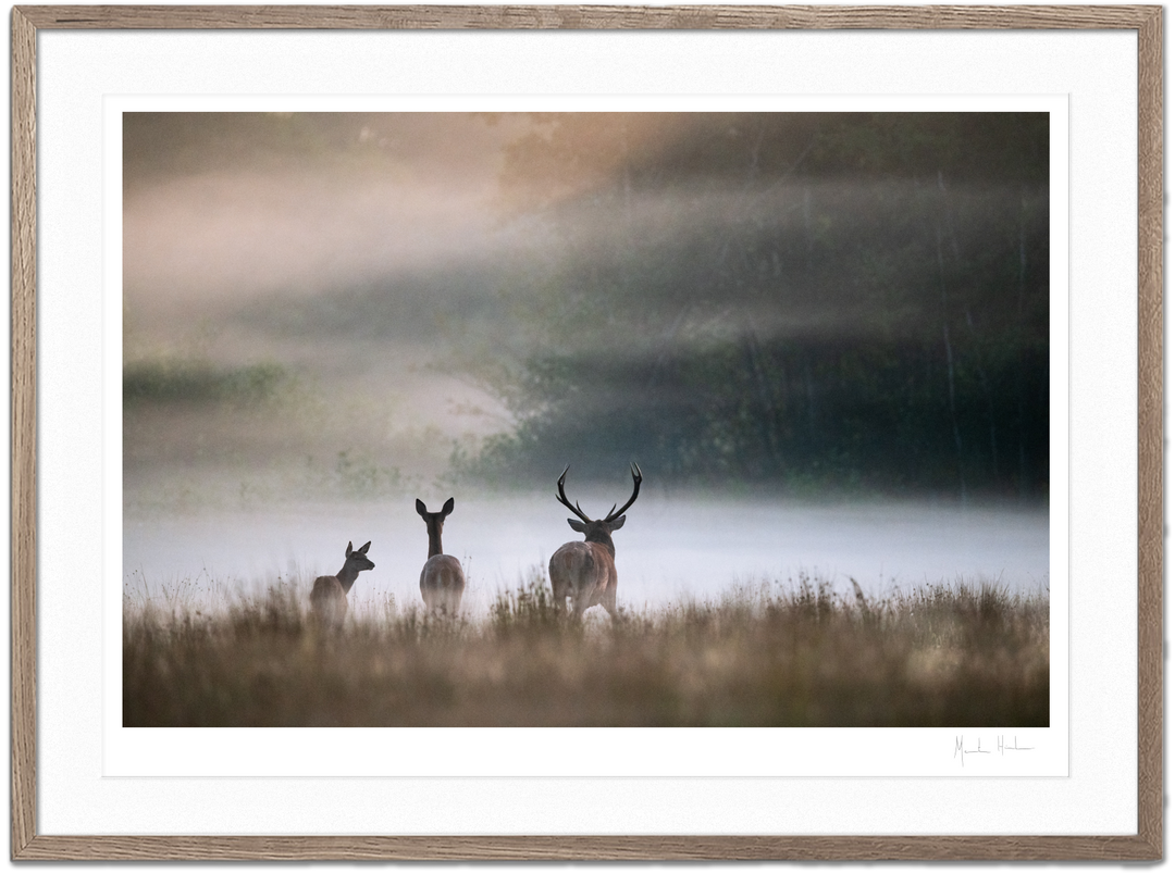 Shop Morten Hilmer shop-morten-hilmer