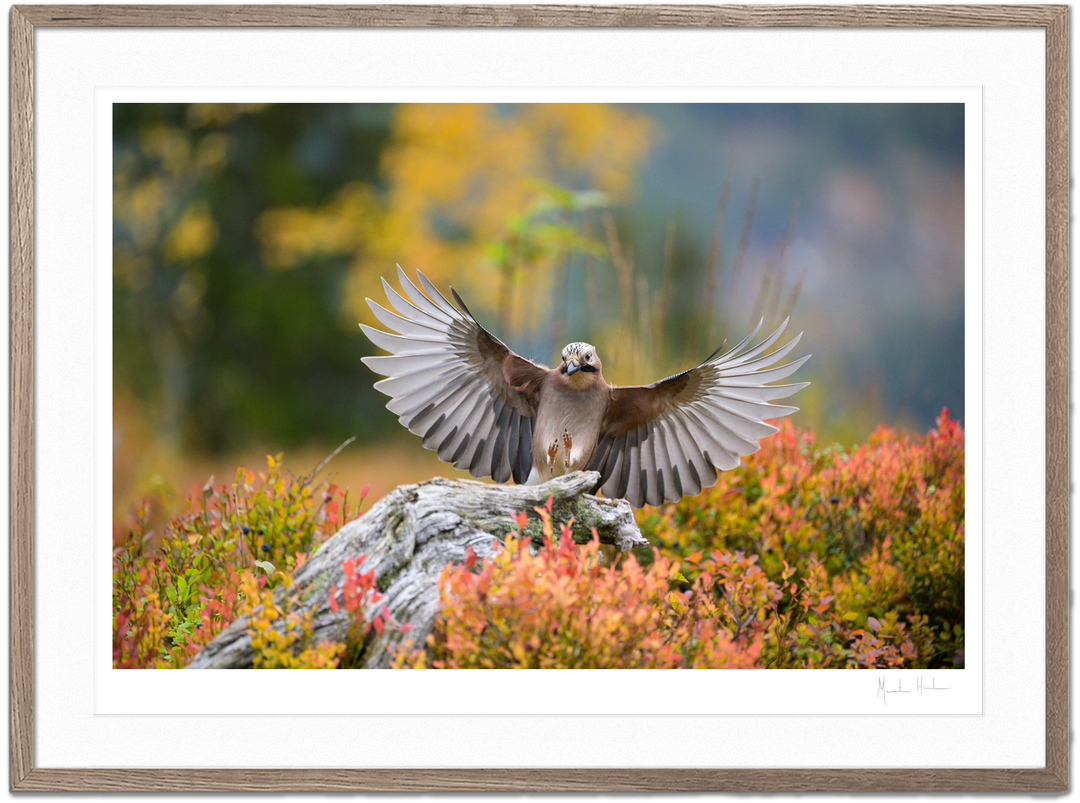 Shop Morten Hilmer shop-morten-hilmer