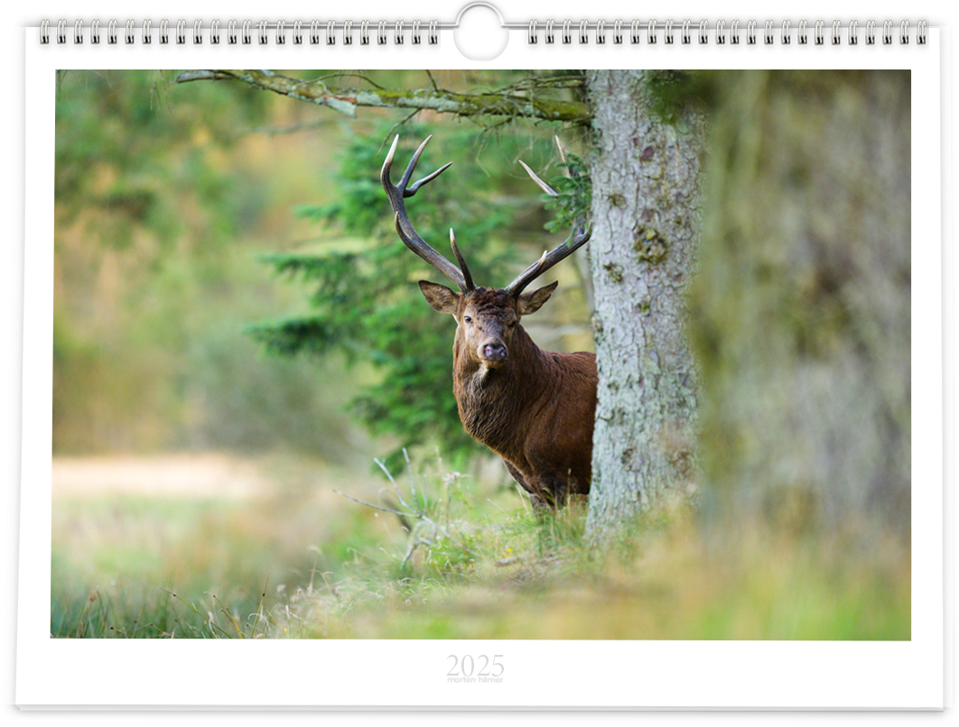 2025 Calendar – Morten Hilmer