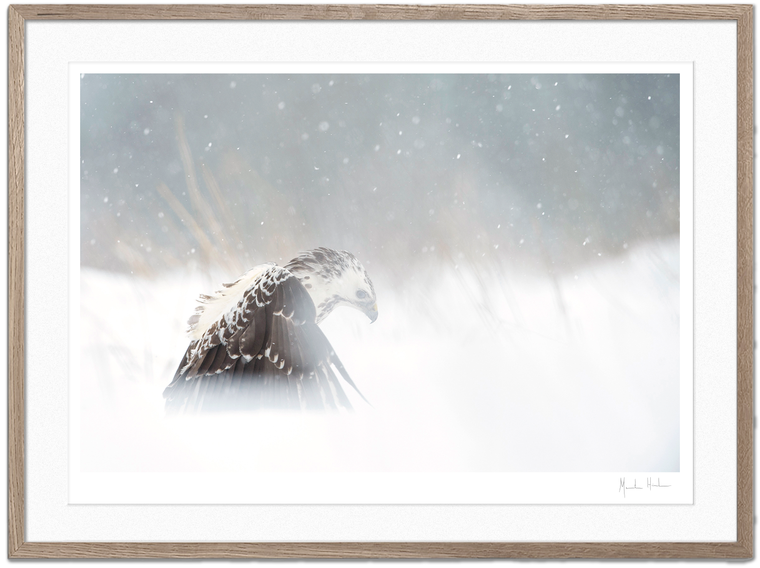 White Buzzard - FineArt print – Morten Hilmer