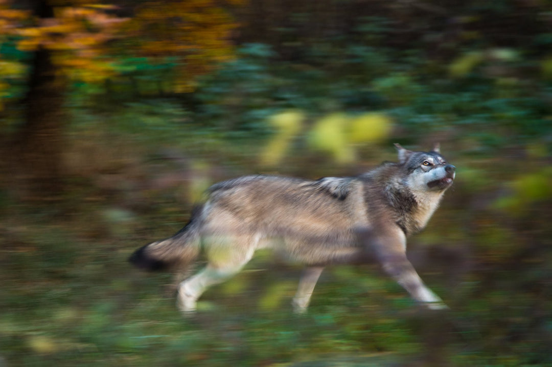 Naturfotografering