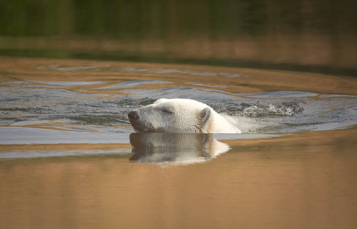 Naturfotografering