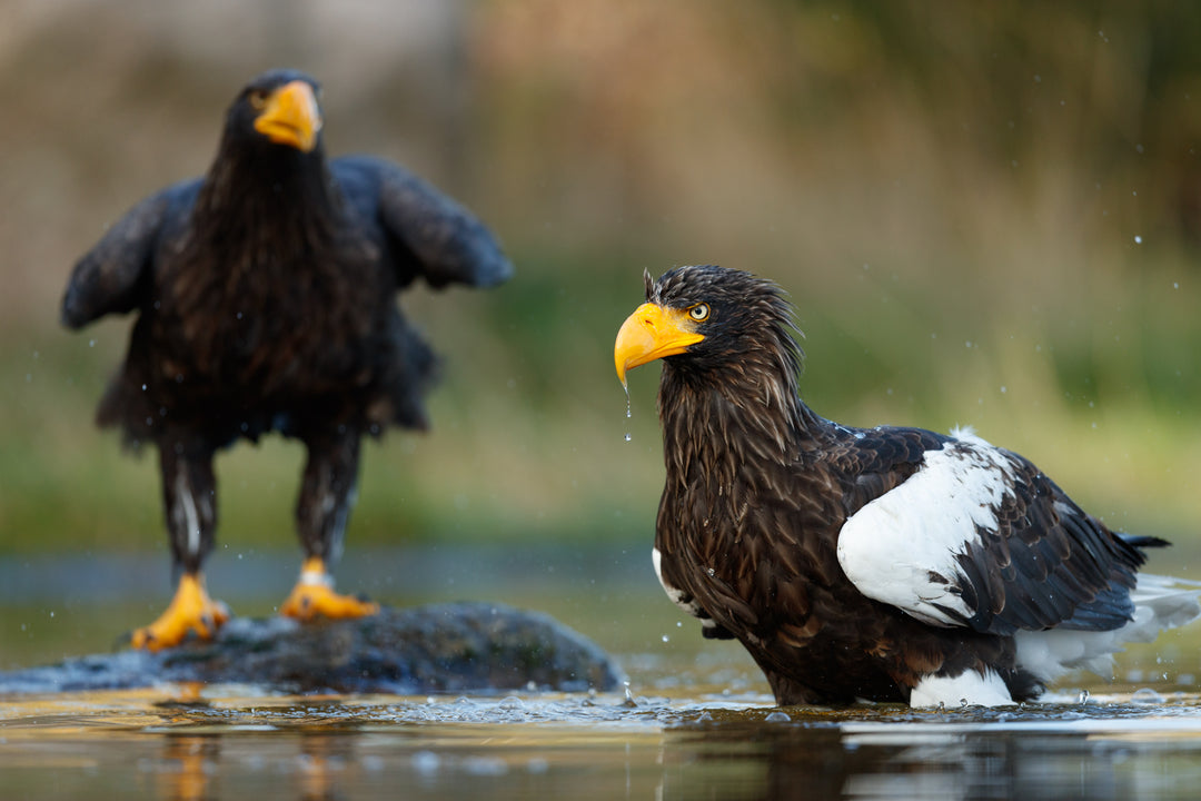 Naturfotografering