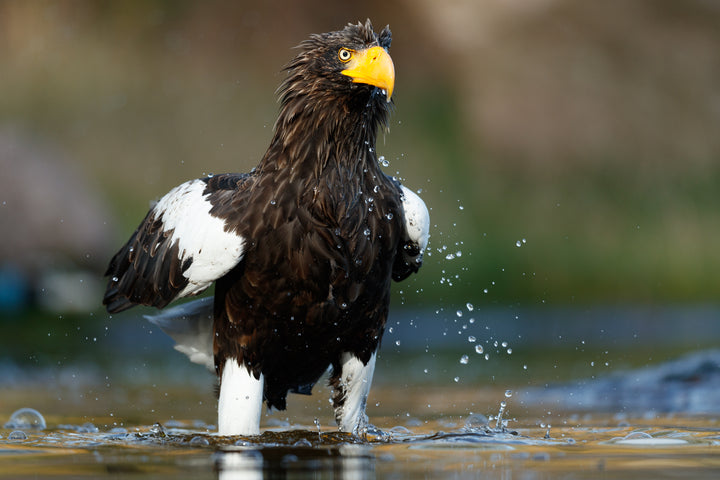 Naturfotografering